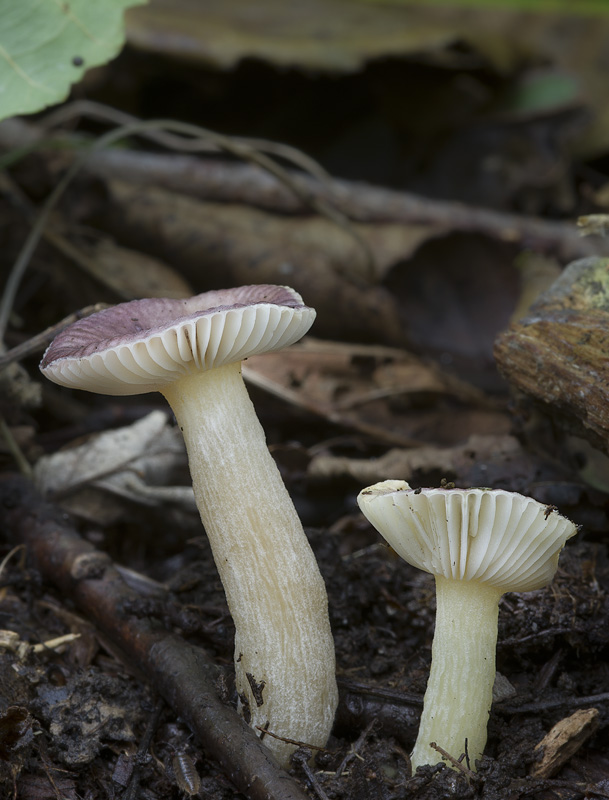 Russula alnetorum 